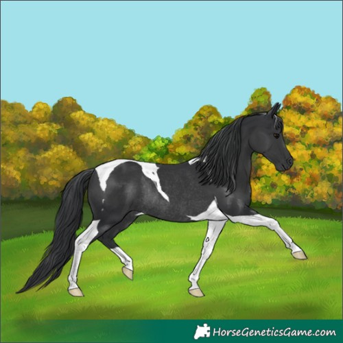 Horse Color:Black Tobiano Rabicano 