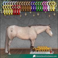 Horse Color:Sable Champagne Sabino Splash Appaloosa