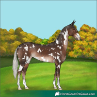 Horse Color:White Spotted Liver Chestnut Mushroom 
