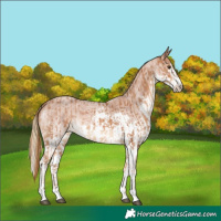 Horse Color:White Spotted Chestnut  and Red Roan Splash 