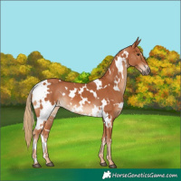 Horse Color:White Spotted Chestnut 
