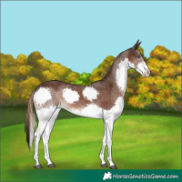 Horse Color:Liver Chestnut Splash 
