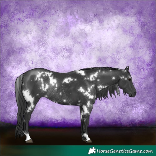 Horse Color:White Spotted Black Rabicano 
