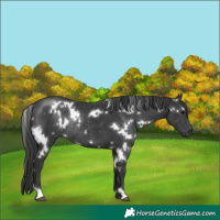Horse Color:White Spotted Black Rabicano 