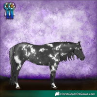 Horse Color:White Spotted Black Rabicano 