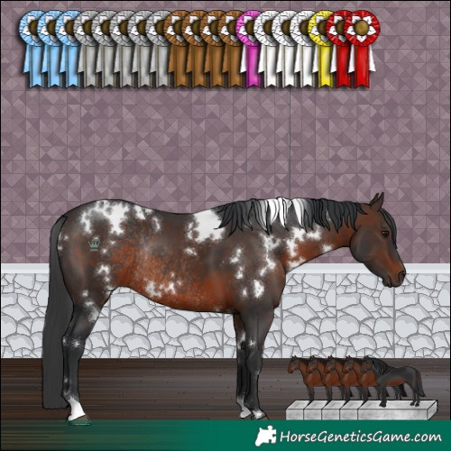 Horse Color:White Spotted Brown Rabicano