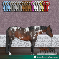 Horse Color:White Spotted Brown Rabicano 