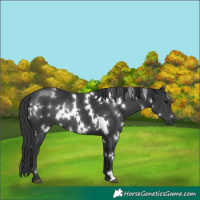 Horse Color:Unknown 