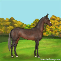Horse Color:Liver Chestnut Mushroom 