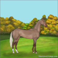 Horse Color:Liver Red Dun Mushroom 