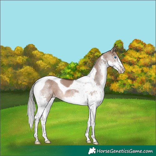 Horse Color:Liver Red Dun Mushroom Splash Tobiano 