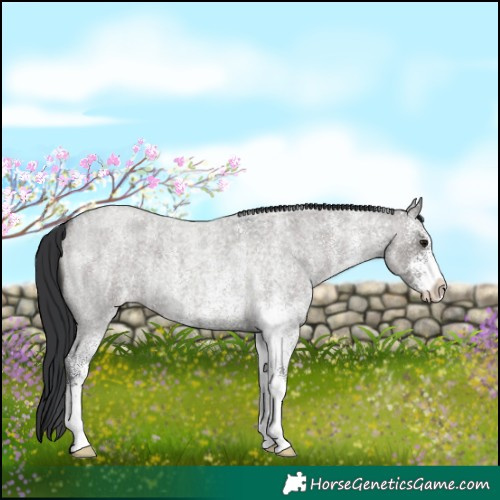Horse Color:White Spotted Grullo Roan