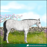 Horse Color:White Spotted Grullo Roan