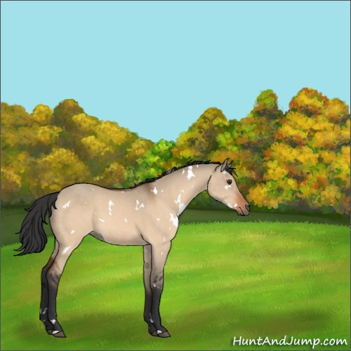 Horse Color:White Spotted Brown Dun 