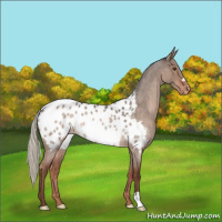 Horse Color:Liver Red Dun Roan Mushroom Appaloosa Rabicano 