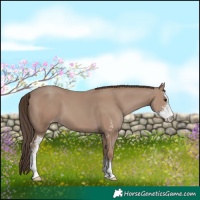 Horse Color:Classic Champagne Sabino