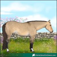Horse Color:Buckskin Dun 