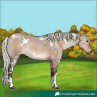 Horse Color:White Spotted Silver Bay Dun 