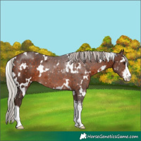 Horse Color:White Spotted Silver Bay 