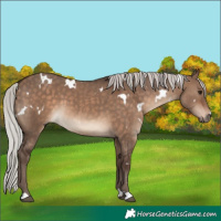 Horse Color:White Spotted Silver Bay Dun 