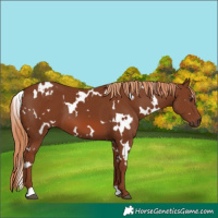 Horse Color:White Spotted Chestnut 