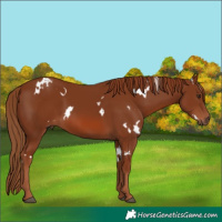 Horse Color:White Spotted Chestnut 