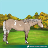 Horse Color:White Spotted Silver Bay Dun 
