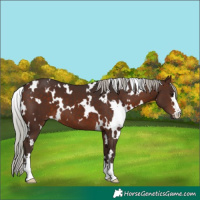 Horse Color:White Spotted Silver Brown 