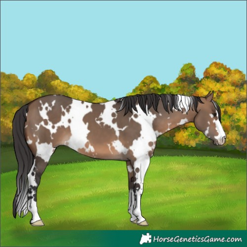 Horse Color:White Spotted Brown Dun