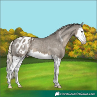 Horse Color:Silver Smoky Grullo Sabino Splash Appaloosa