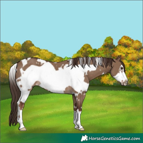 Horse Color:White Spotted Liver Red Dun Frame