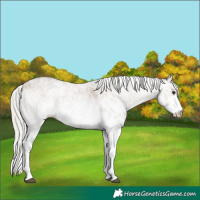 Horse Color:White Spotted Silver Bay Dun