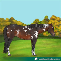 Horse Color:White Spotted Brown 