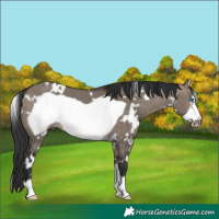 Horse Color:White Spotted Brown Dun Frame 