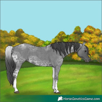 Horse Color:White Spotted Blue Ice Roan 