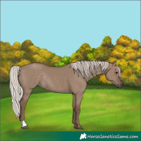 Horse Color:Silver Grullo Rabicano 