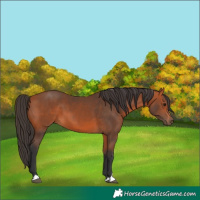 Horse Color:Bay 