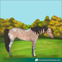 Horse Color:Bay Ice Roan 