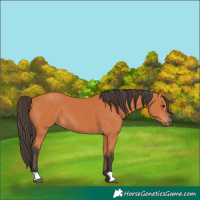 Horse Color:Bay 
