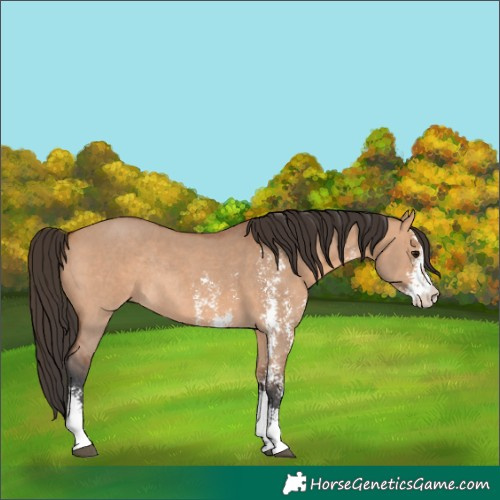 Horse Color:Bay Dun Sabino Rabicano