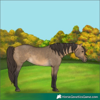 Horse Color:Buckskin Dun 