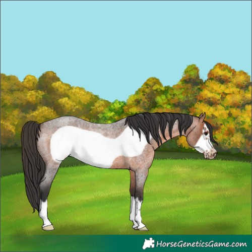 Horse Color:Brown Roan Frame 
