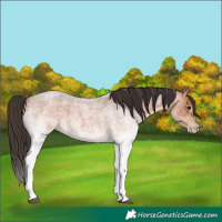Horse Color:White Spotted Bay Roan 