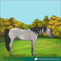 Horse Color:Grullo Ice Roan 