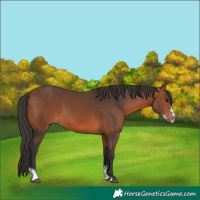 Horse Color:Bay Sabino 