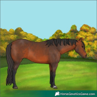 Horse Color:Bay 