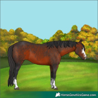 Horse Color:Brown 