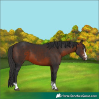 Horse Color:Brown 