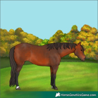 Horse Color:Bay 
