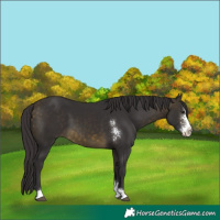 Horse Color:Buckskin Sabino 